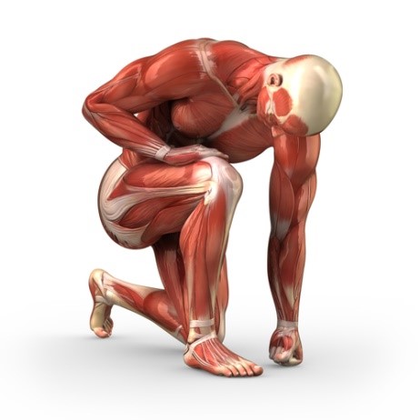 anatomie